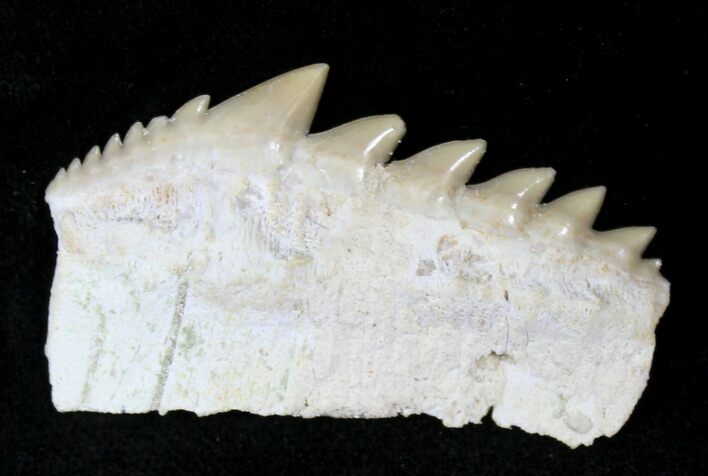 Fossil Cow Shark (Notorynchus) Tooth - Morocco #19793